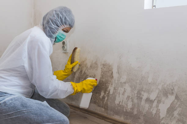 Best Industrial Mold Remediation in West Freehold, NJ