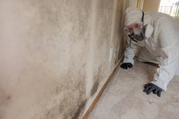 Best Mold Documentation for Insurance Claims in West Freehold, NJ