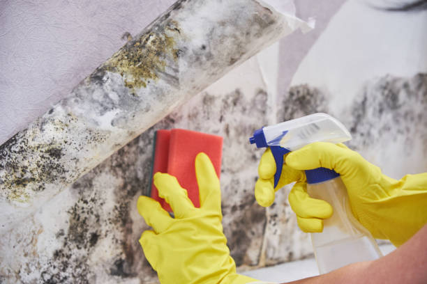 West Freehold, NJ Mold Removal Company